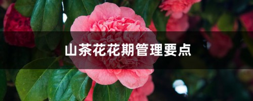 山茶花花期管理要点，山茶花花期怎么施肥