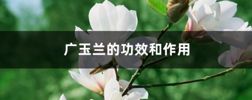 广玉兰的功效和作用