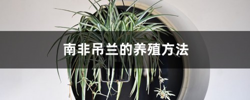 南非吊兰的养殖方法